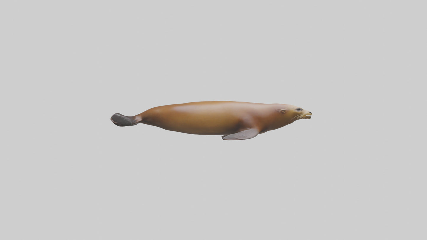 California Sea Lion swimming model VR / AR / low-poly