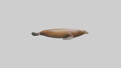 California Sea Lion swimming model VR / AR / low-poly