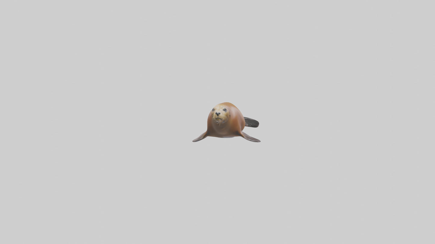 California Sea Lion swimming model VR / AR / low-poly