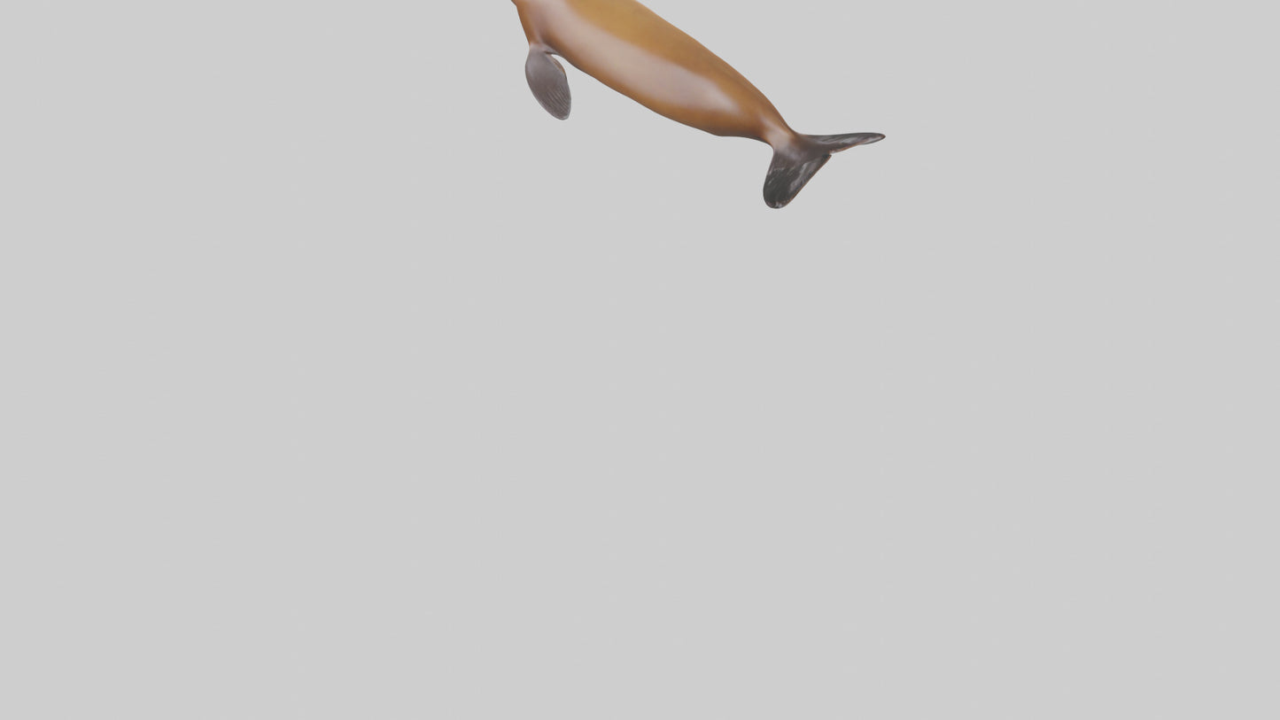 California Sea Lion swimming model VR / AR / low-poly