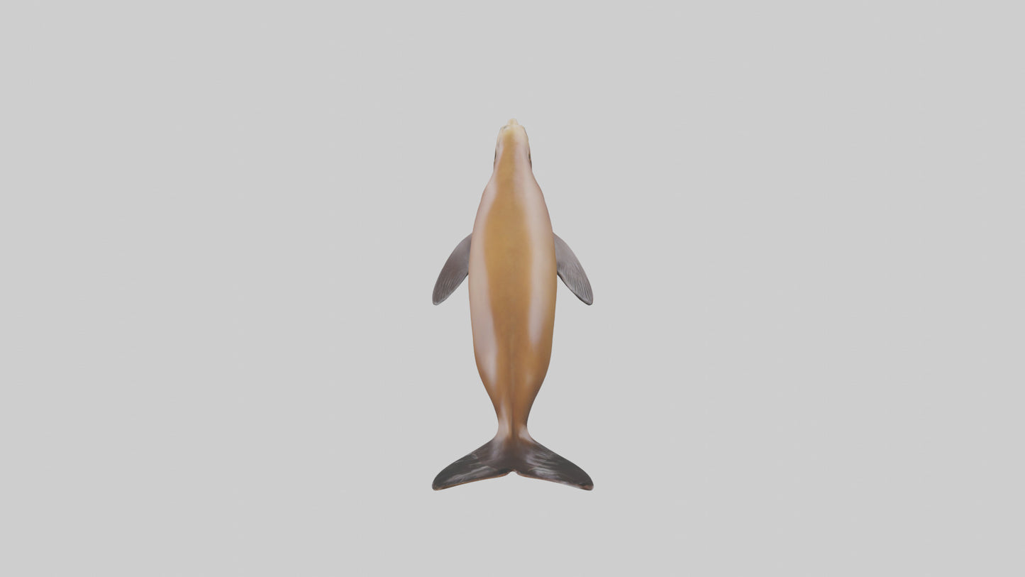 California Sea Lion swimming model VR / AR / low-poly