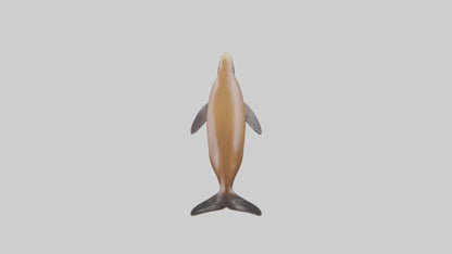 California Sea Lion swimming model VR / AR / low-poly