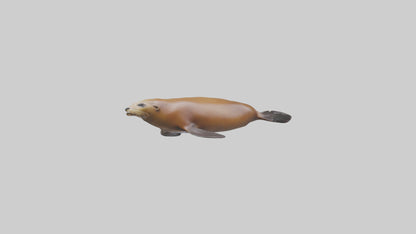California Sea Lion swimming model VR / AR / low-poly