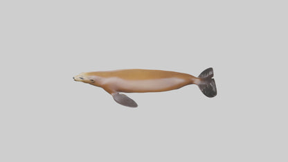 California Sea Lion swimming model VR / AR / low-poly