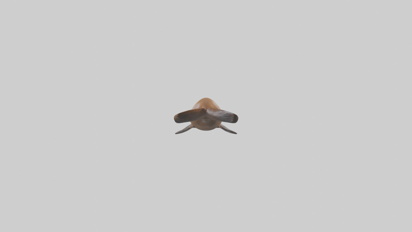 California Sea Lion swimming model VR / AR / low-poly