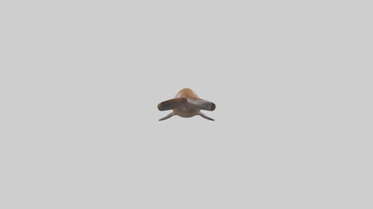 California Sea Lion swimming model VR / AR / low-poly