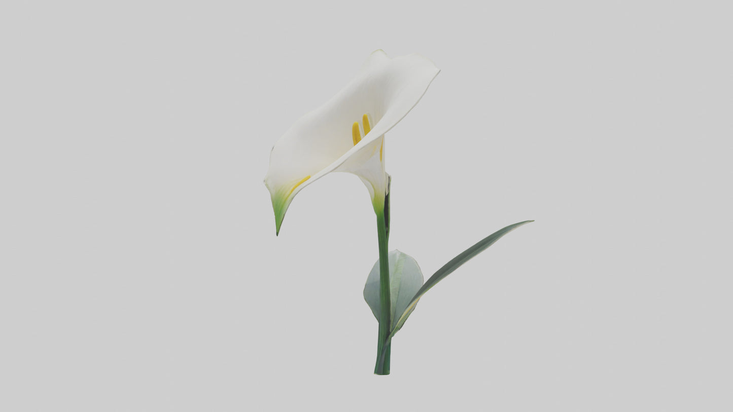 3D model Calla Lily model VR / AR / low-poly