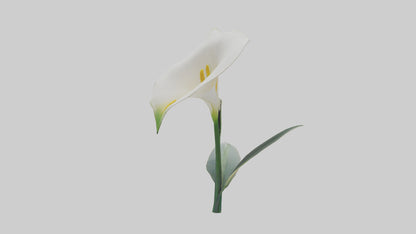 3D model Calla Lily model VR / AR / low-poly