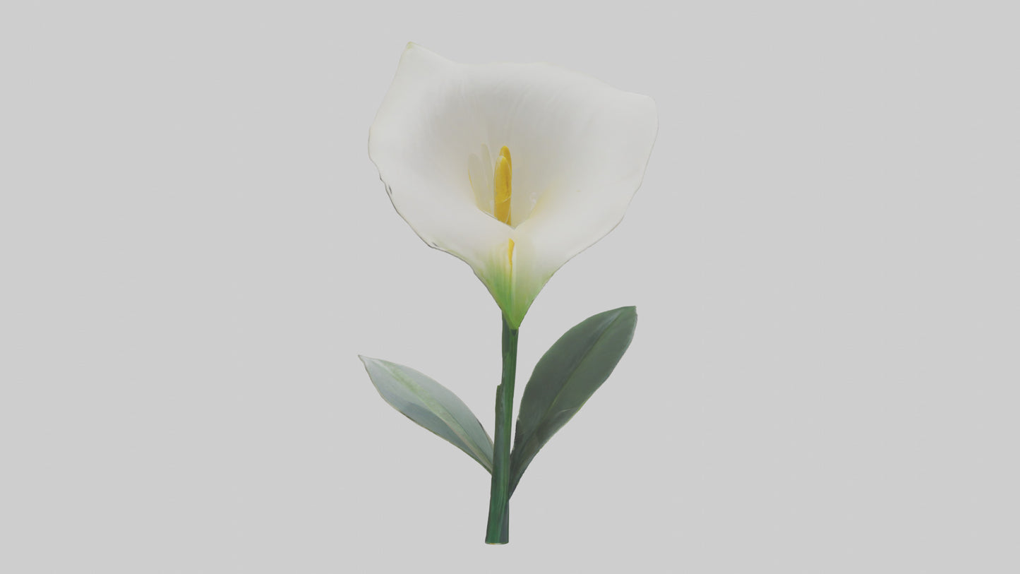 3D model Calla Lily model VR / AR / low-poly