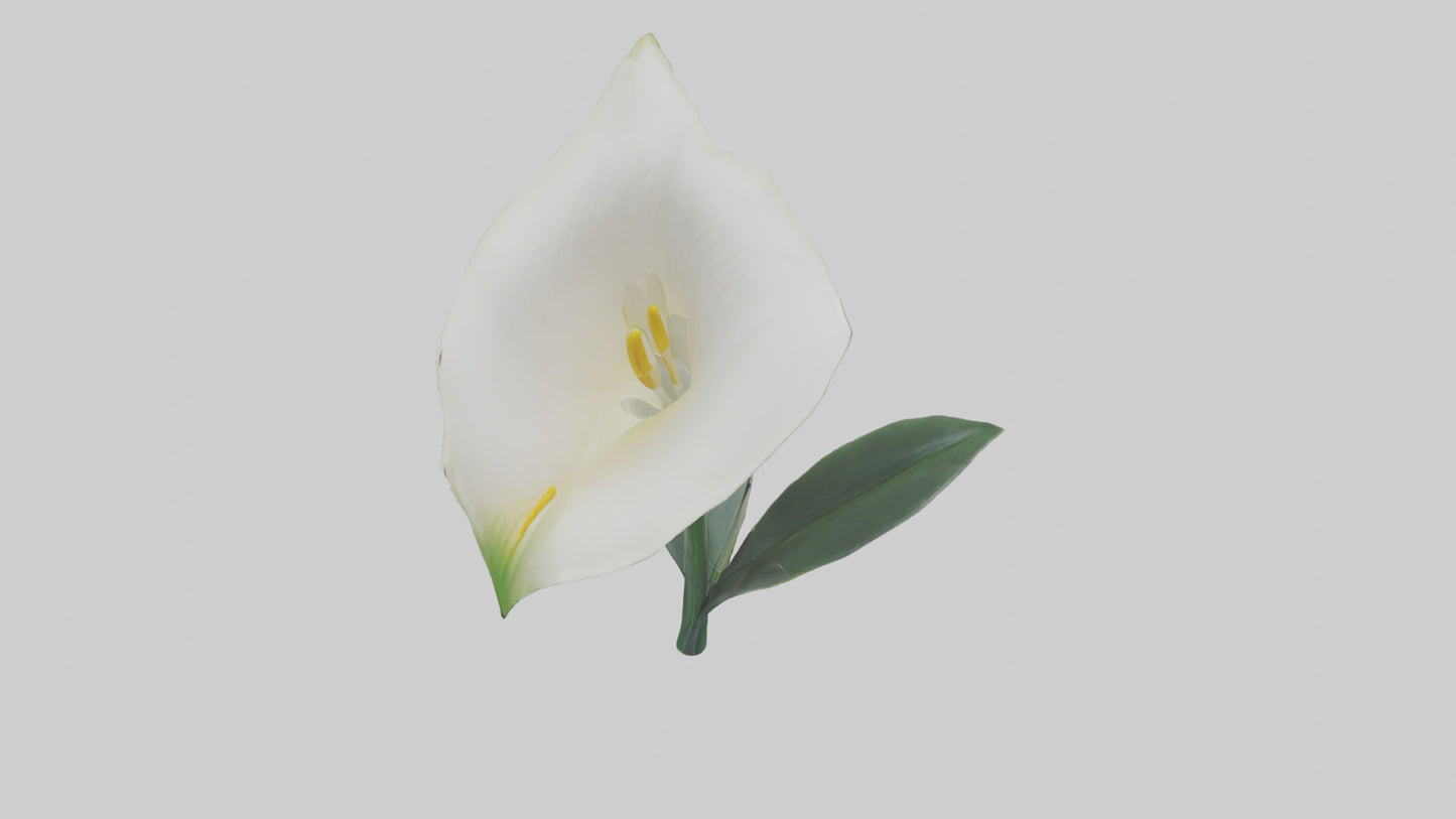 3D model Calla Lily model VR / AR / low-poly