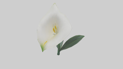 3D model Calla Lily model VR / AR / low-poly