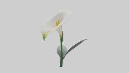 3D model Calla Lily model VR / AR / low-poly