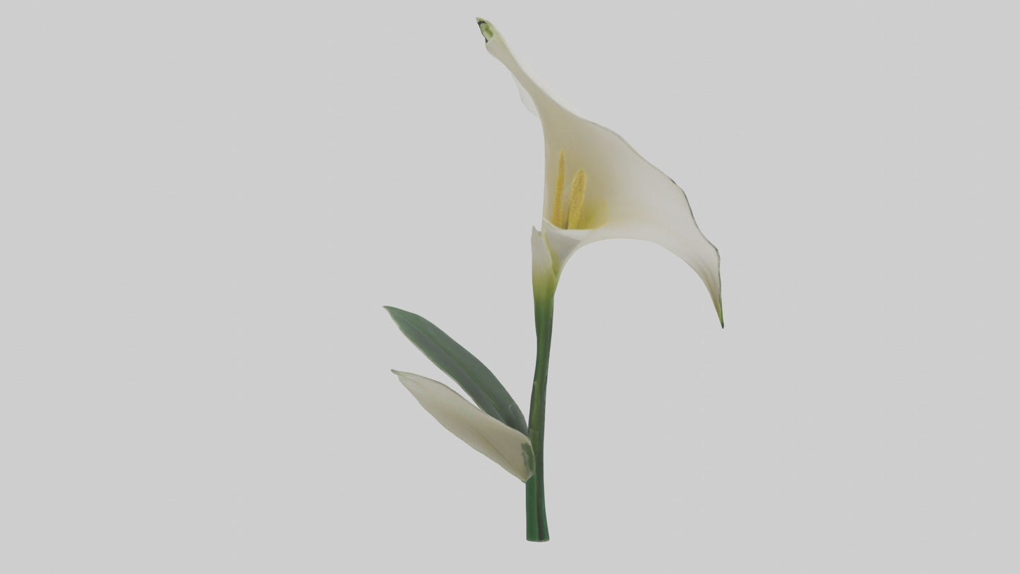 3D model Calla Lily model VR / AR / low-poly