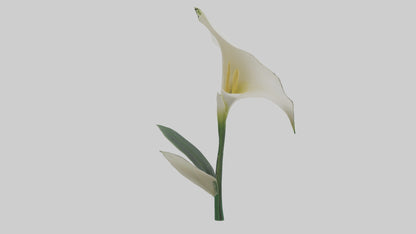 3D model Calla Lily model VR / AR / low-poly