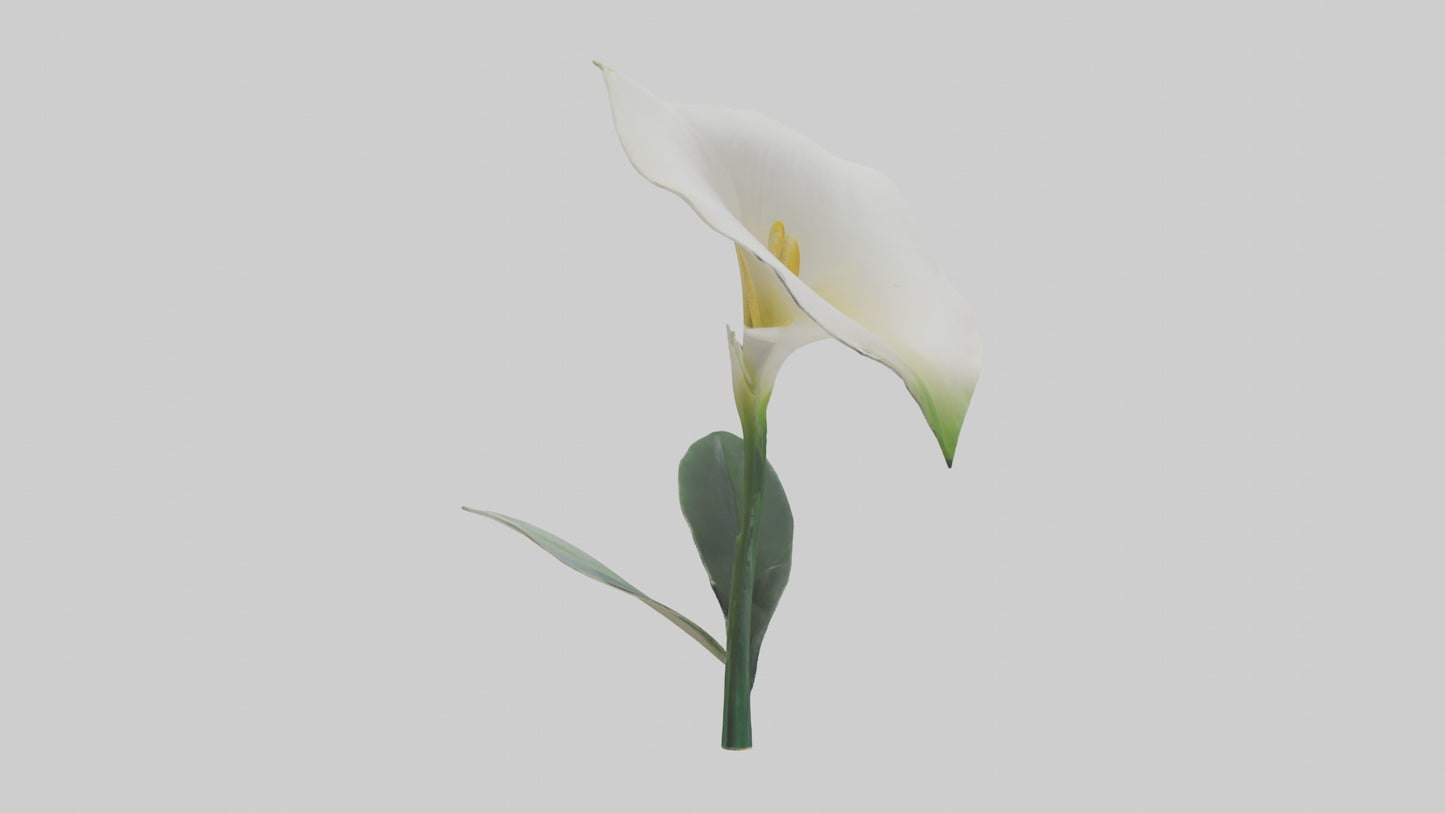 3D model Calla Lily model VR / AR / low-poly
