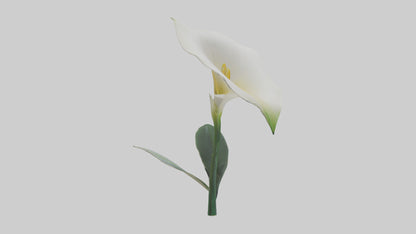 3D model Calla Lily model VR / AR / low-poly
