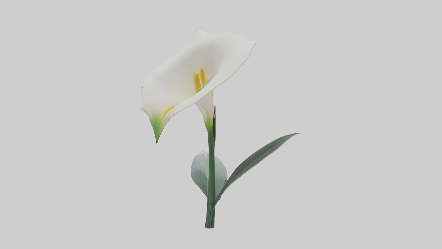 3D model Calla Lily model VR / AR / low-poly
