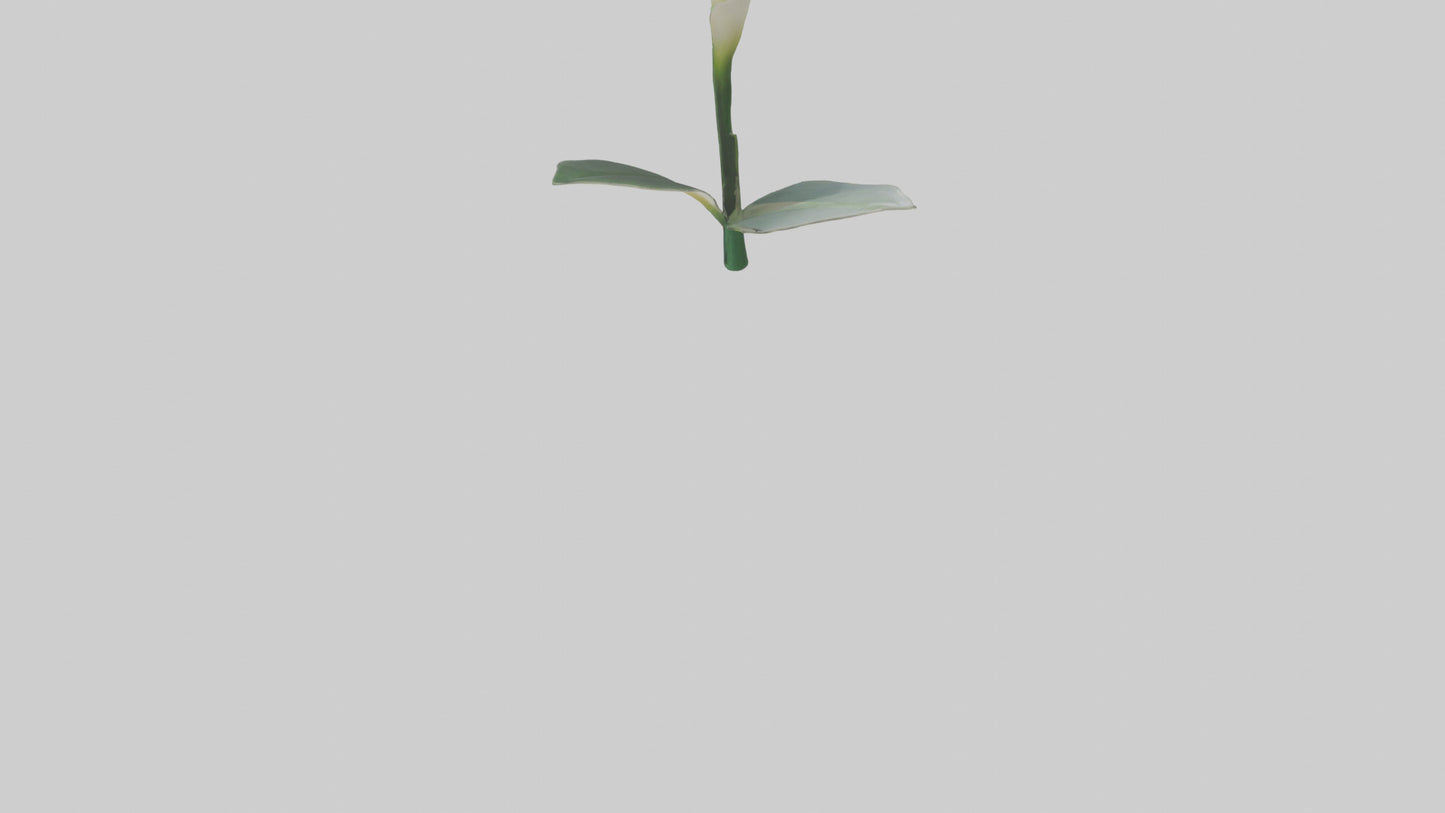 3D model Calla Lily model VR / AR / low-poly