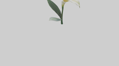 3D model Calla Lily model VR / AR / low-poly