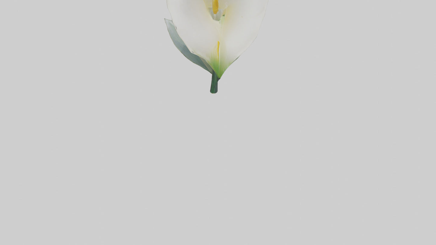3D model Calla Lily model VR / AR / low-poly