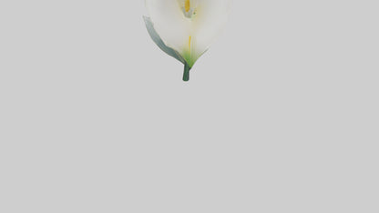3D model Calla Lily model VR / AR / low-poly