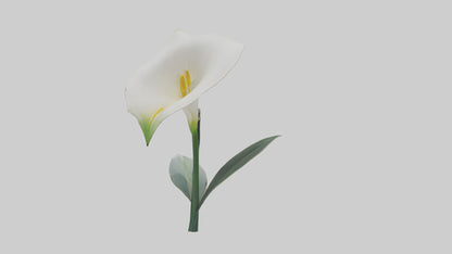 3D model Calla Lily model VR / AR / low-poly