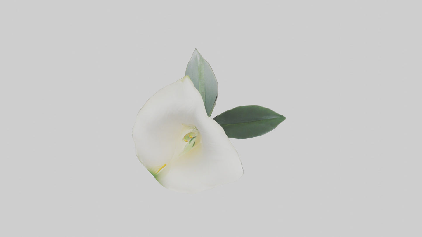 3D model Calla Lily model VR / AR / low-poly