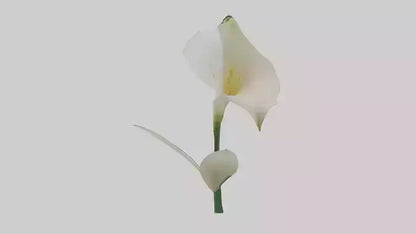 3D model Calla Lily model VR / AR / low-poly