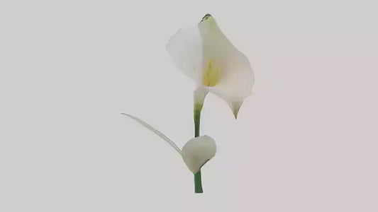 3D model Calla Lily model VR / AR / low-poly