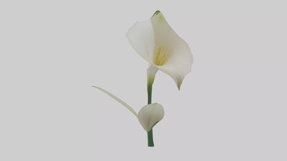 3D model Calla Lily model VR / AR / low-poly