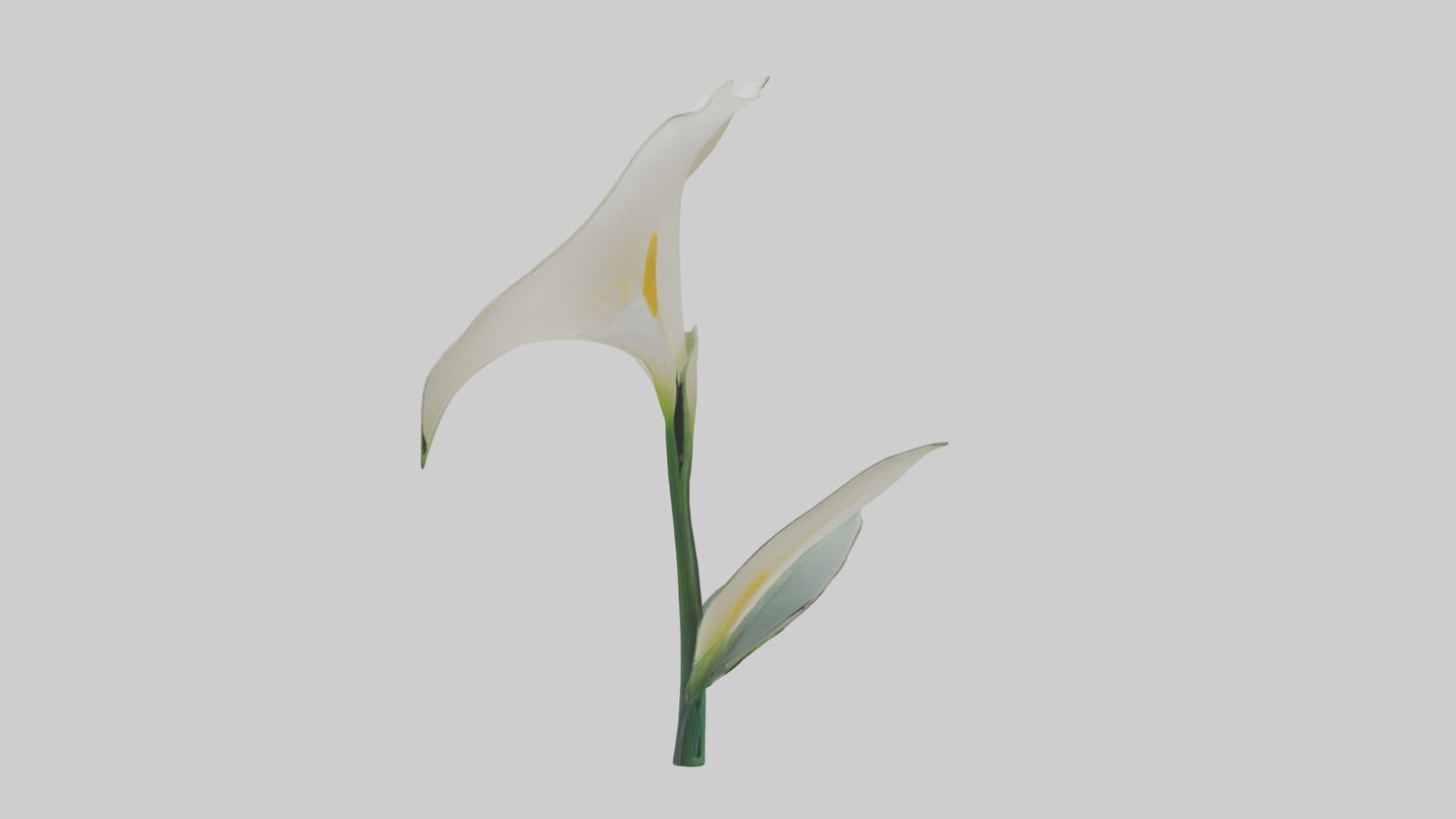 3D model Calla Lily model VR / AR / low-poly