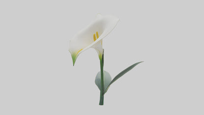 3D model Calla Lily model VR / AR / low-poly