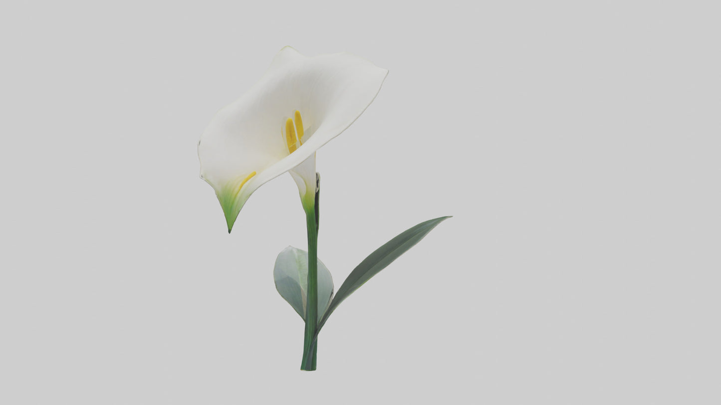 3D model Calla Lily model VR / AR / low-poly