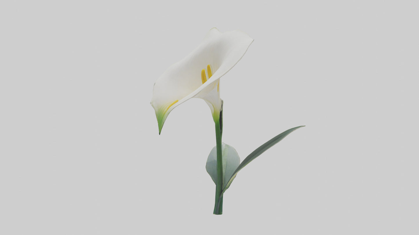 3D model Calla Lily model VR / AR / low-poly