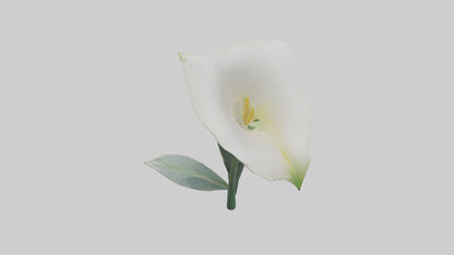3D model Calla Lily model VR / AR / low-poly