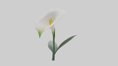 3D model Calla Lily model VR / AR / low-poly
