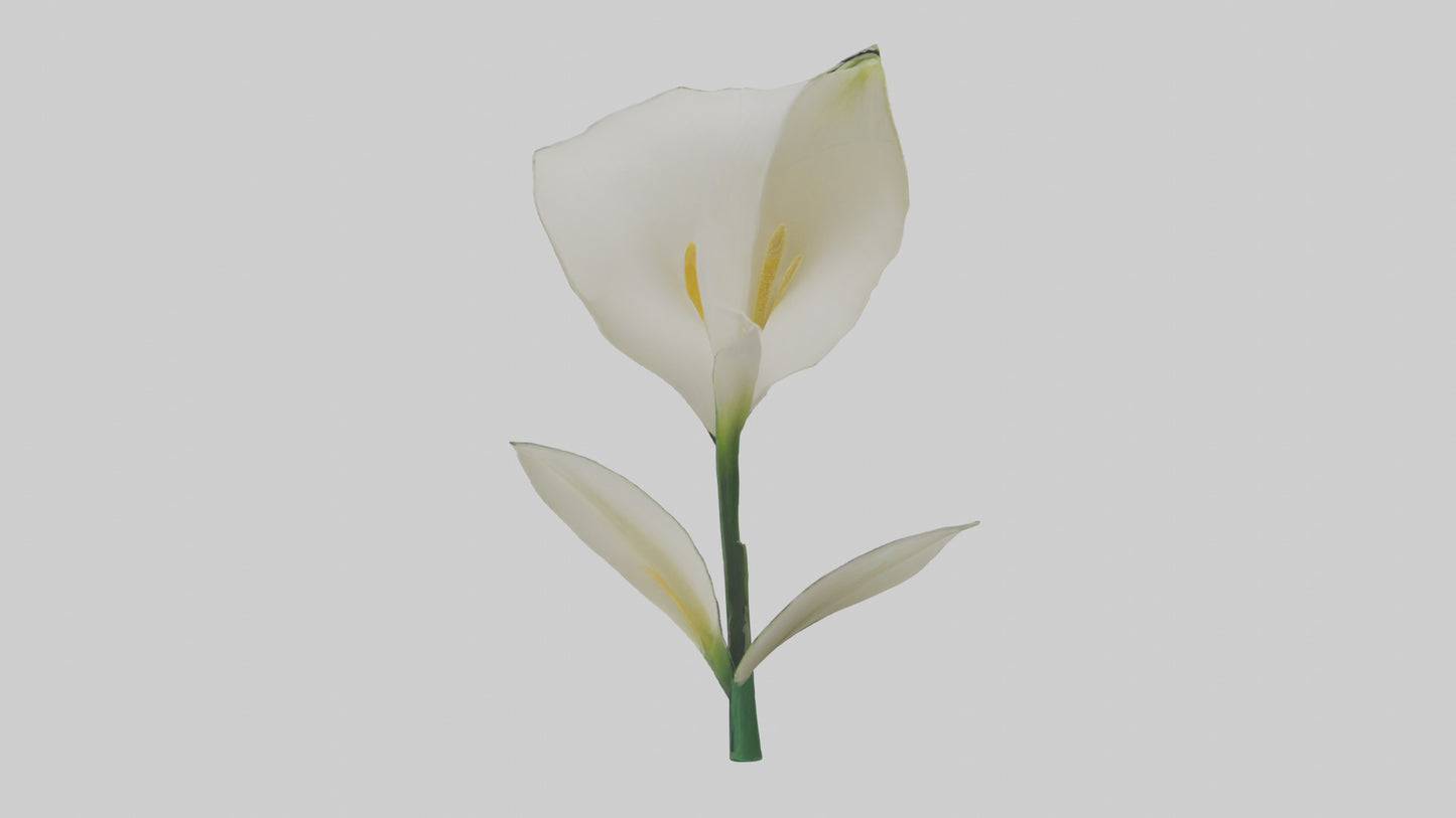 3D model Calla Lily model VR / AR / low-poly