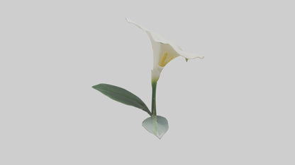 3D model Calla Lily model VR / AR / low-poly
