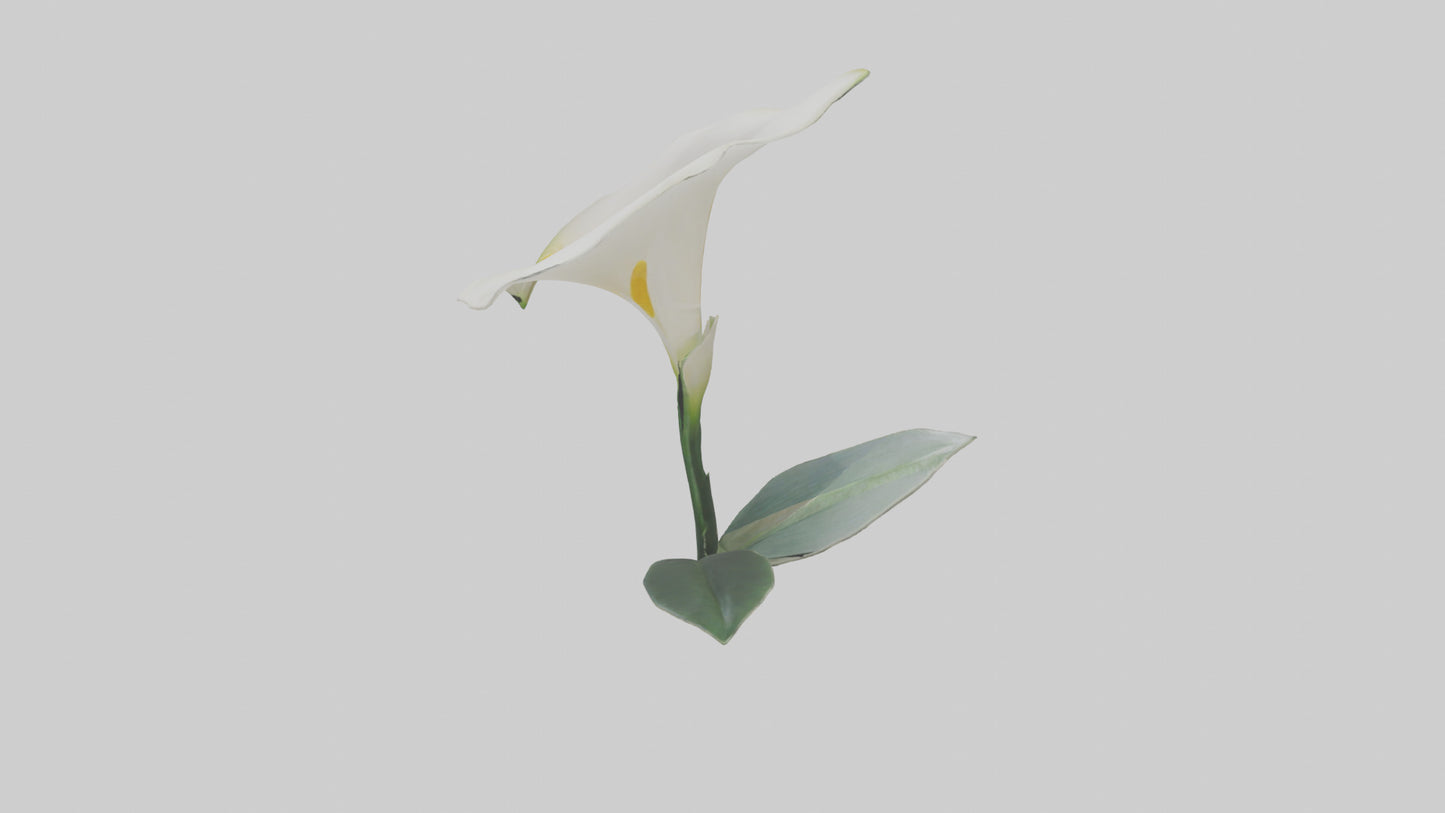 3D model Calla Lily model VR / AR / low-poly