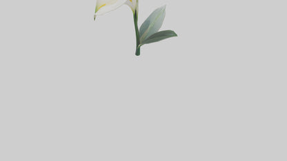 3D model Calla Lily model VR / AR / low-poly