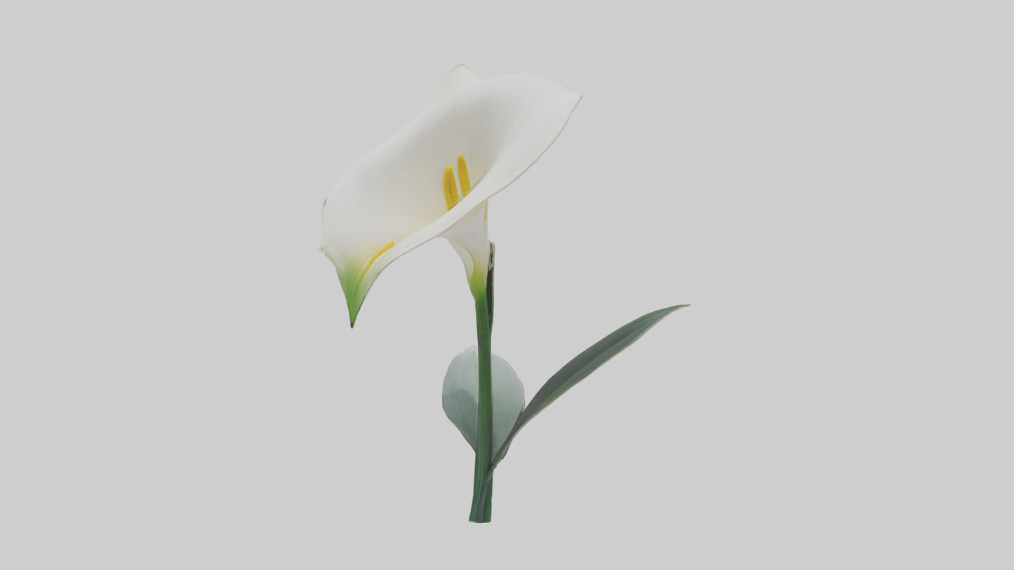3D model Calla Lily model VR / AR / low-poly
