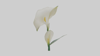 3D model Calla Lily model VR / AR / low-poly