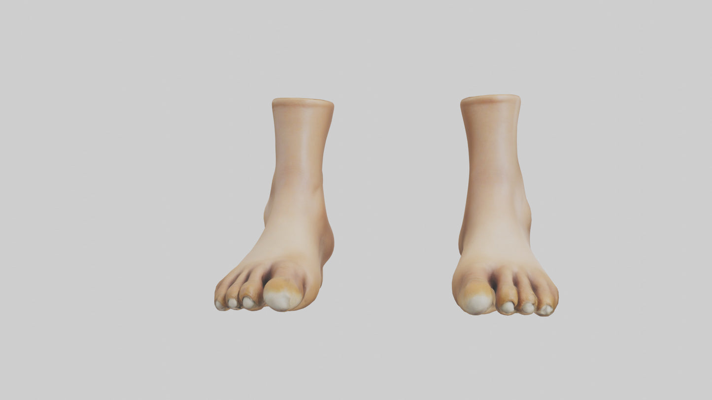 3D model Camel Feet Model VR / AR / low-poly
