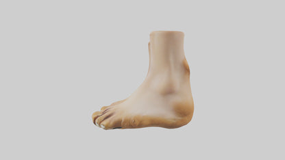 3D model Camel Feet Model VR / AR / low-poly