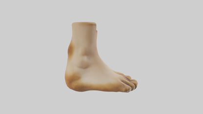 3D model Camel Feet Model VR / AR / low-poly