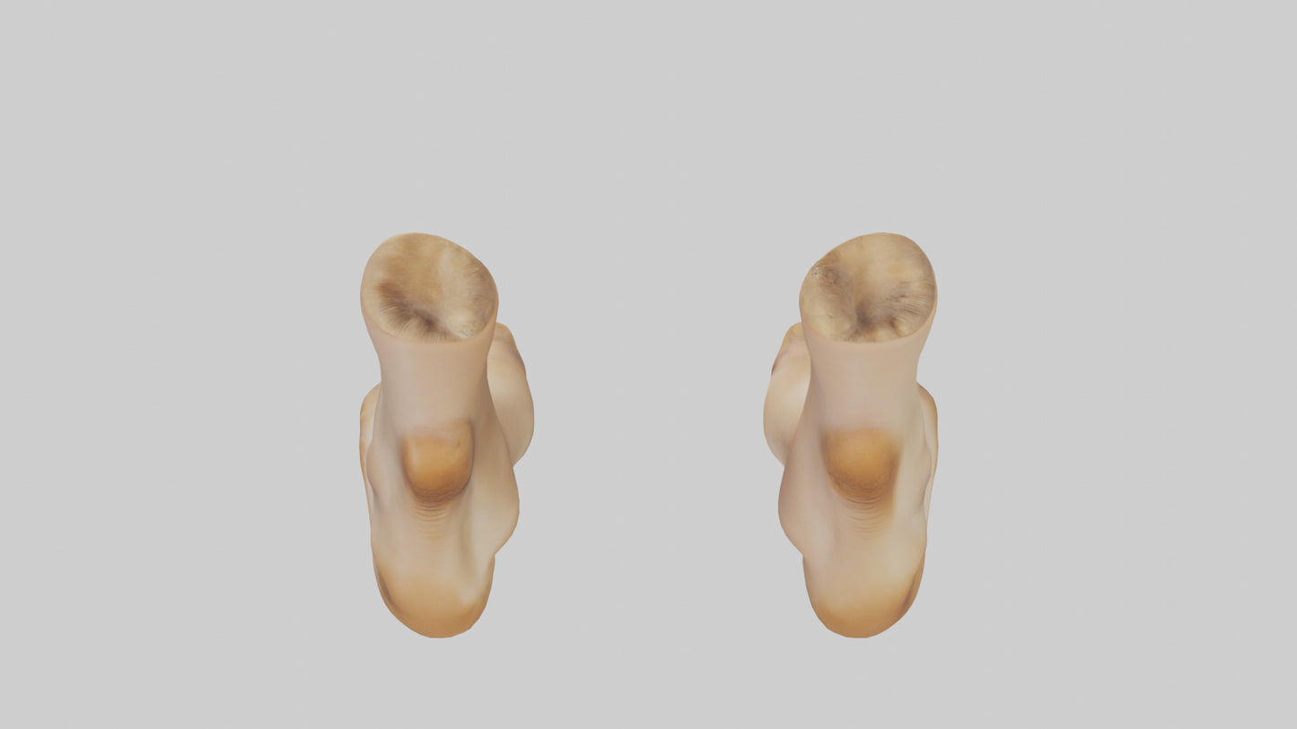 3D model Camel Feet Model VR / AR / low-poly