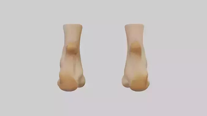 3D model Camel Feet Model VR / AR / low-poly