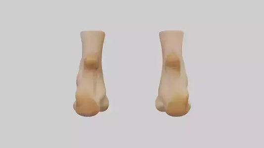 3D model Camel Feet Model VR / AR / low-poly