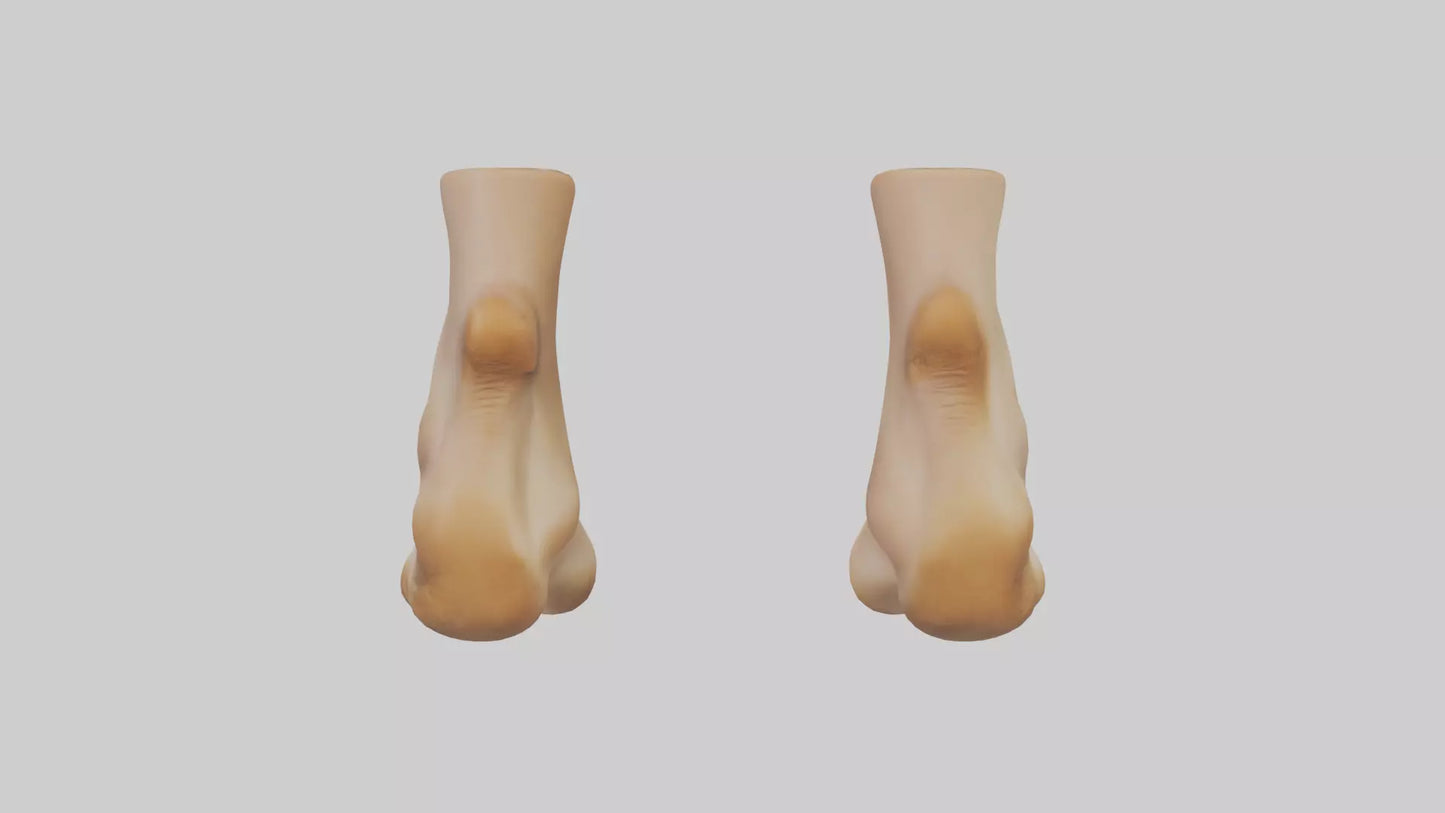 3D model Camel Feet Model VR / AR / low-poly
