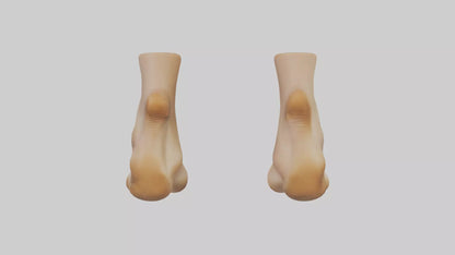 3D model Camel Feet Model VR / AR / low-poly